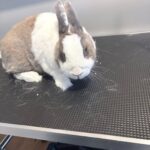 Bunny